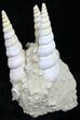 Fossil Gastropod (Haustator) Cluster - Damery, France #22206-2